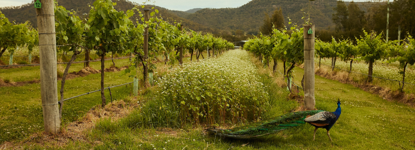 Peacock roaming Krinklewood vineyard 